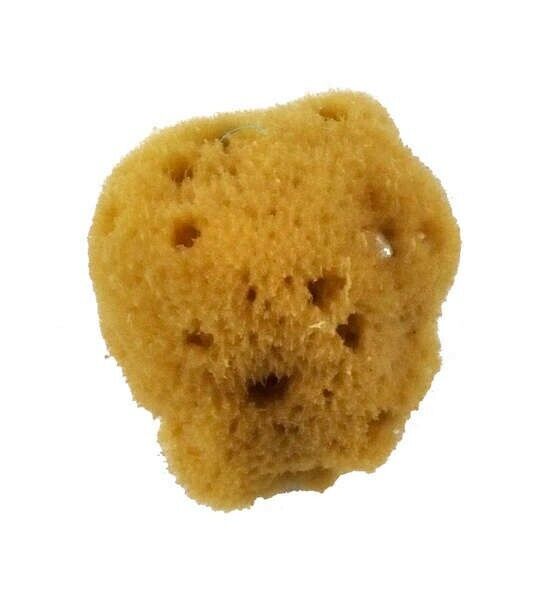 Artist Sponge 50.8x63.5mm